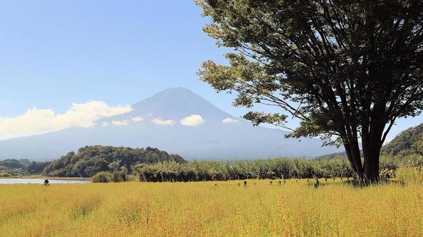 初秋の河口湖畔で色づき始めたコキア 初秋の河口湖畔で色づき始めたコキア 富士山,初秋,コキアの写真素材