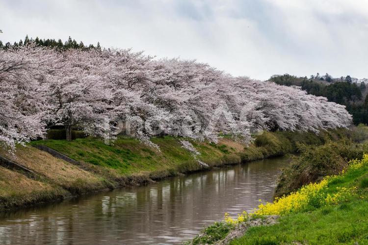 高城川の桜並木⑷ 花,桜,サクラの写真素材