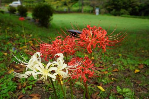 赤いヒガンバナと白いヒガンバナ 赤いヒガンバナと白いヒガンバナ 彼岸花,白,植物の写真素材