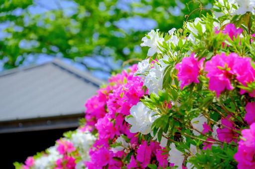 加西市逆池公園つつじ 加西市逆池公園つつじの写真