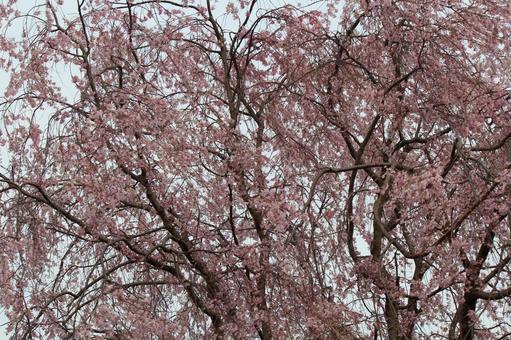 cherry blossoms, JPG cherry blossoms, JPG