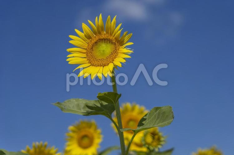 向日葵　青空　ひまわり　８月 ひまわり,向日葵,夏の写真素材