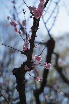 さくら さくらの写真