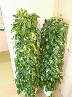 大型観葉植物 ポトスタワー鉢植え10号鉢 大型観葉植物 ポトスタワー鉢植え10号鉢の写真