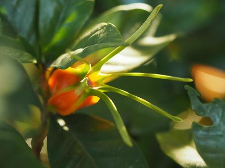 クチナシの実 クチナシ,実,秋の写真素材