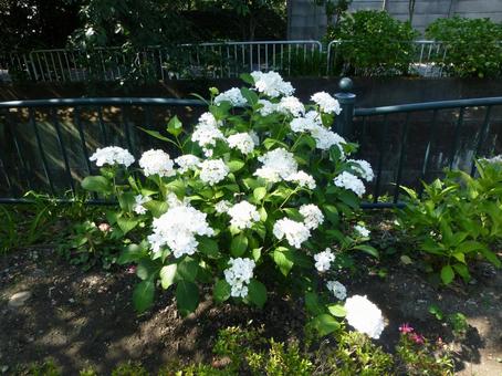 街中の花壇に咲く白いアジサイ アジサイ,花,植物の写真素材