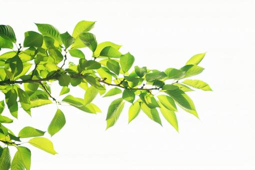 新緑の葉 桜の葉,すがすがしい,爽やかの写真素材