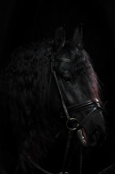 高級感のある黒馬のクローズアップ 高級感のある黒馬のクローズアップの写真
