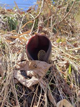 ザゼンソウ_20250429_01 ザゼンソウ,初春,春の写真素材