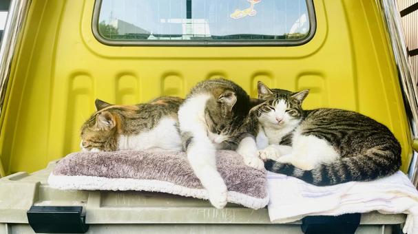 眠るネコ達 ネコ,保護猫,地域猫の写真素材