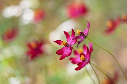 秋色に揺れる赤い秋桜 秋桜,花,赤の写真素材