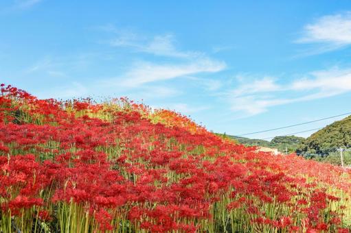 彼岸花が咲く丘 彼岸花が咲く丘 彼岸花,ひがんばな,曼殊沙華の写真素材