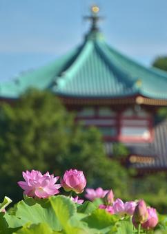 Ohga lotus of Shinobazu Pond, JPG