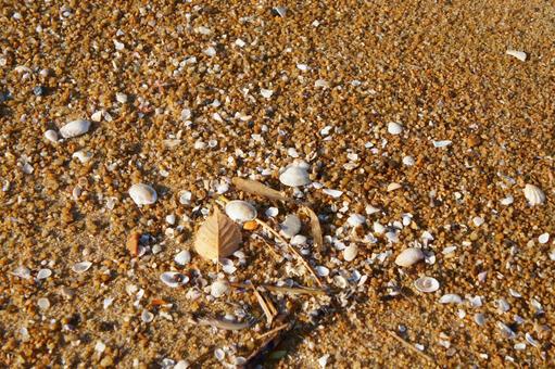 福岡県、シーサイドももち海浜公園17 風景,日本,九州の写真素材