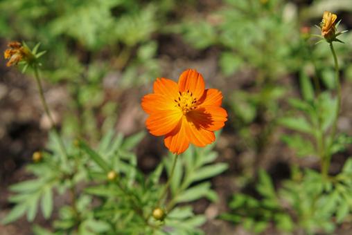 Sunlit orange cosmos, JPG