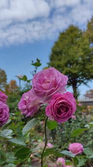 ピンクローズ バラ,薔薇,バラ園の写真素材