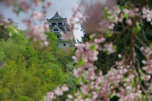 郡上八幡城 桜 春景色 建物 建造物 郡上八幡城 桜 春景色 建物 建造物の写真