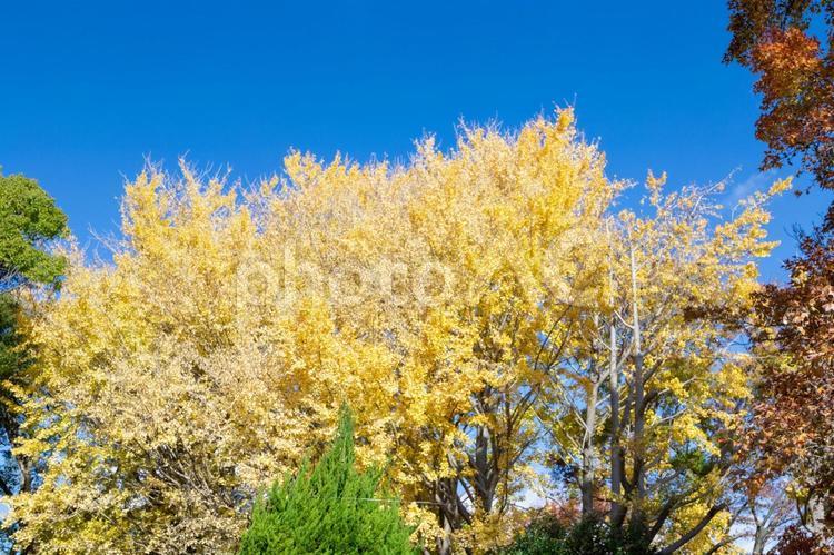 秋の気配・青空に映える黄色のイチョウ 紅葉,秋,紅葉狩りの写真素材