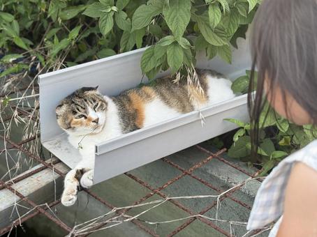 猫と女の子 猫と女の子の写真