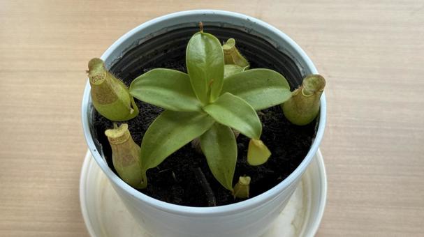 鉢植えの食虫植物 ウツボカズラグラシリス 鉢植えの食虫植物 ウツボカズラグラシリスの写真