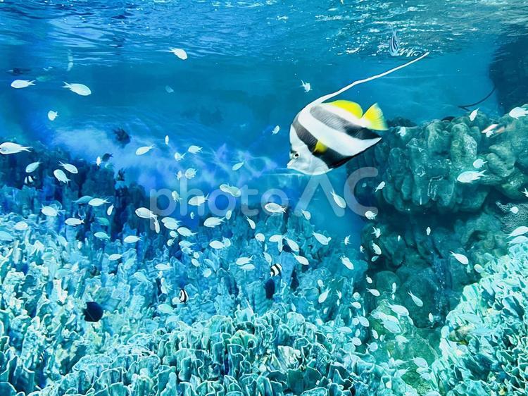 水族館4 水族館,熱帯魚,きれいの写真素材