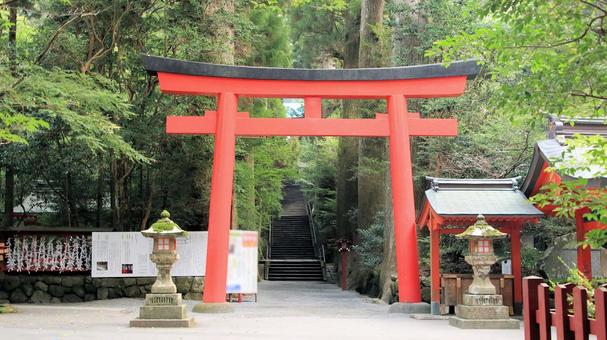 晩夏朝の箱根神社第四鳥居と参道 晩夏朝の箱根神社第四鳥居と参道 箱根神社,晩夏,第四の鳥居の写真素材