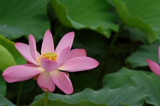 Photo, chusonji boss, lotus, pink flowers, 