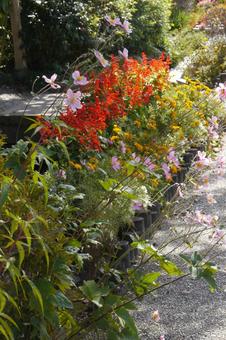 道端に咲く秋の花 道端に咲く秋の花の写真