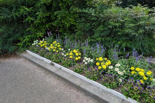 Summer flower bed, JPG
