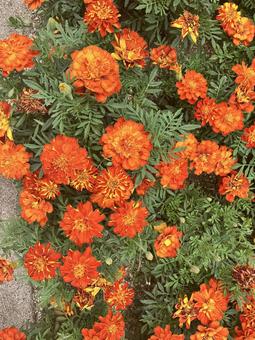 花(オレンジ) 花(オレンジ)の写真
