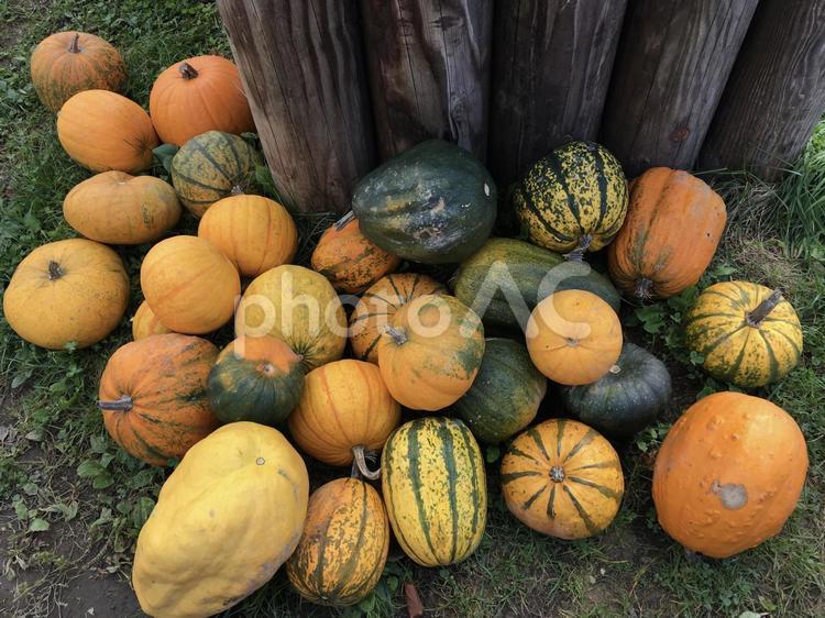様々な種類のカボチャ、ハロウィン カボチャ,南瓜,かぼちゃの写真素材