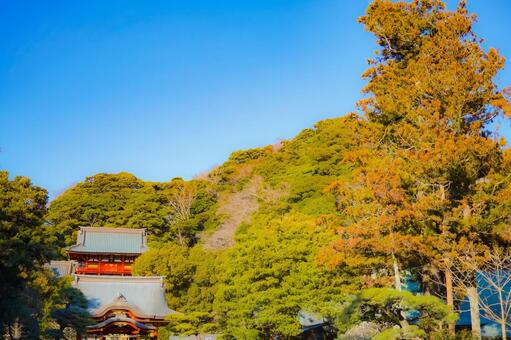 鎌倉神社と森の景観 神社,楼門,朱塗りの写真素材