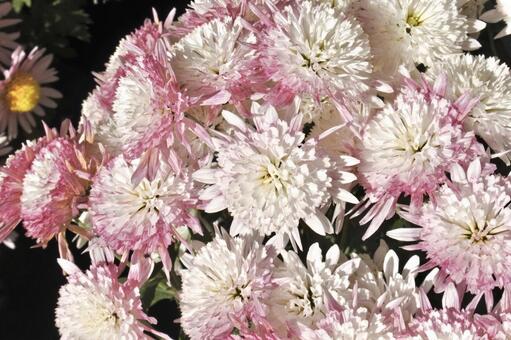 菊 菊,ピンク,桃色の写真素材