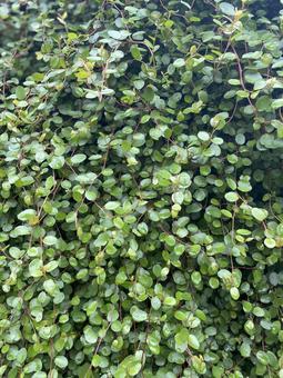 壁の観葉植物 壁の観葉植物 観葉植物,ワイヤープランツ,緑の写真素材