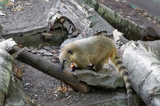 ハナグマ ハナグマの写真