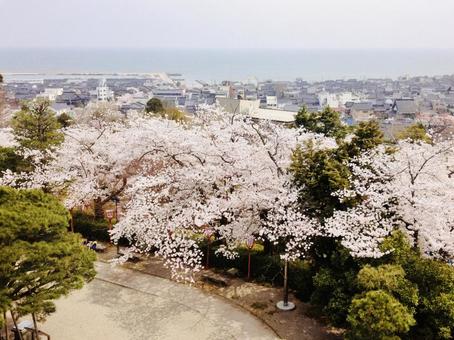 桜の見える景色 桜,海,空の写真素材