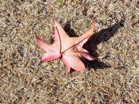 【風景写真】晩秋の風景 落ち葉,植物,季節の写真素材