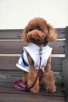 ベンチでくつろぐトイプードル トイプードル,動物,哺乳類の写真素材