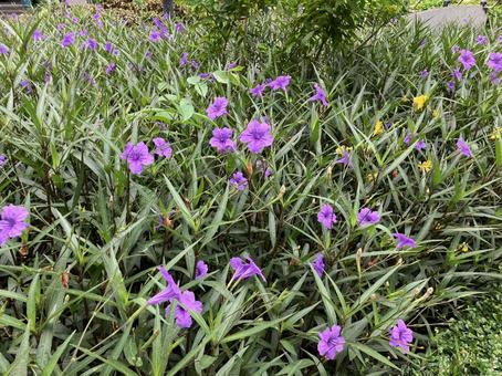紫色の花 紫色の花 花,自然,風景の写真素材