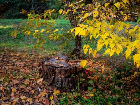 黄色く紅葉したカエデと切り株 秋,晩秋,落ち葉の写真素材