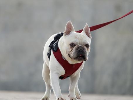 お散歩ワンコ（フレンチブルドッグ） 犬,フレンチブルドッグ,フレブルの写真素材