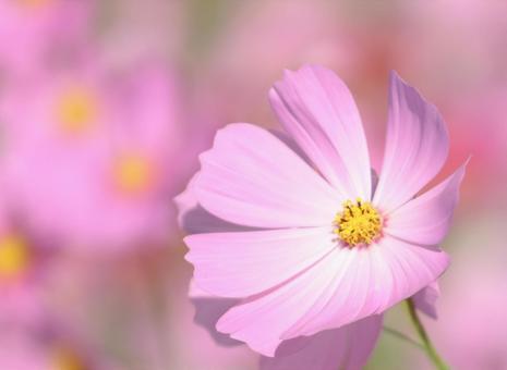 コスモス32 コスモス,秋桜,秋イメージの写真素材