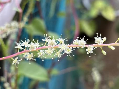 おかわかめの花。 おかわかめの花。 おかわかめ,雲南百薬,健康野菜の写真素材