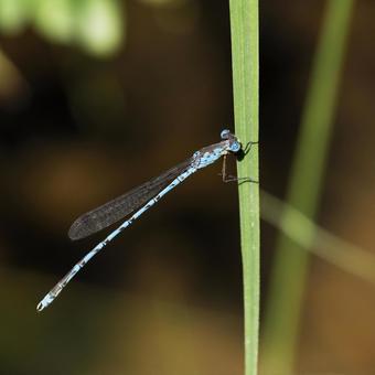 Narrow-spotted dragonfly, JPG Narrow-spotted dragonfly, JPG