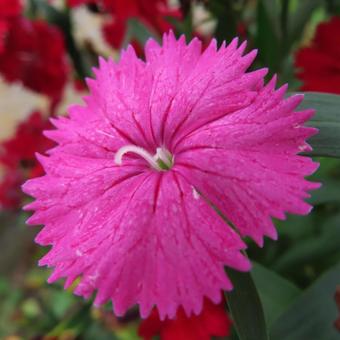 ナデシコ（撫子） ナデシコ,撫子,花の写真素材