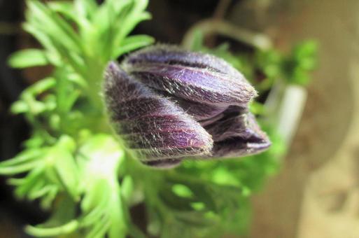 アネモネの蕾 アネモネ,蕾,植物の写真素材