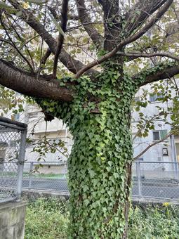 大木とまとわりつく葉 木,風景,大木の写真素材