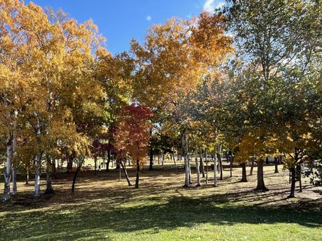 秋の公園 景色,街並み,自然の写真素材