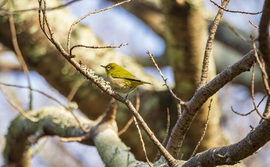 冬木立にとまるメジロの姿 メジロ,野鳥,鳥の写真素材