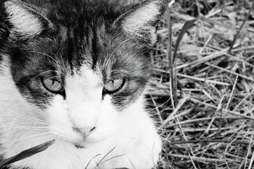 ねこ ねこの写真